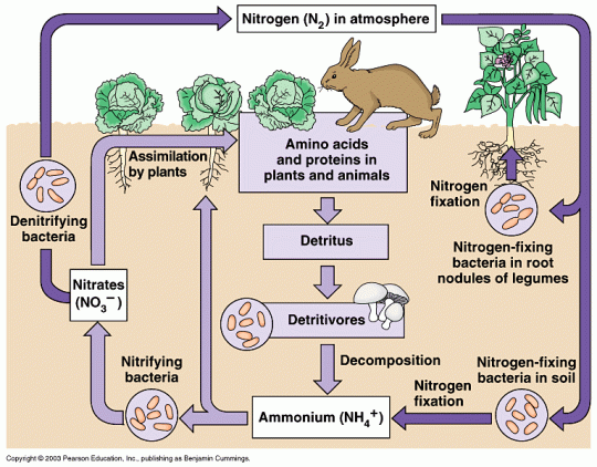 Nitrogen Cycle diagram