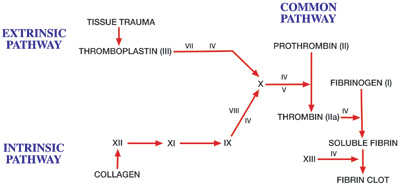 Coagulation Of Blood Flow Chart