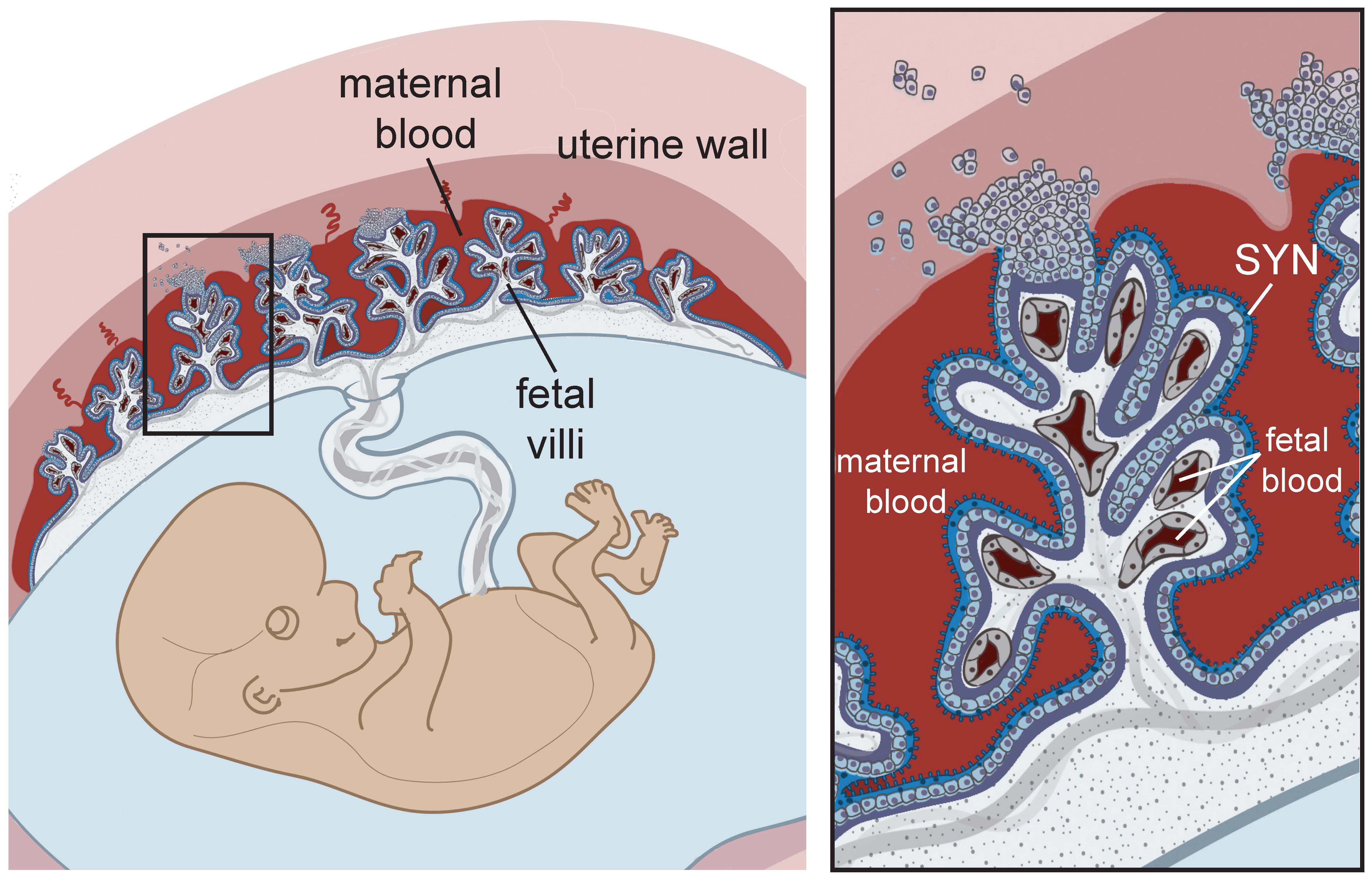 2 types of placental presentation