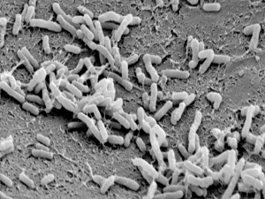 Agrobacterium Image