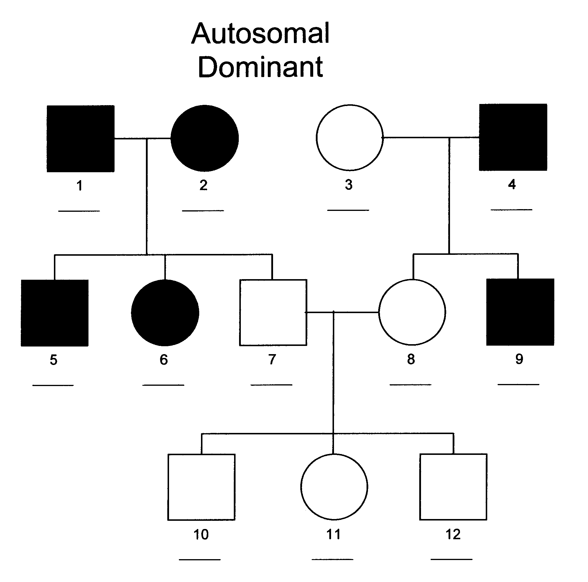 Pedigree Chart Example With Genotypes
