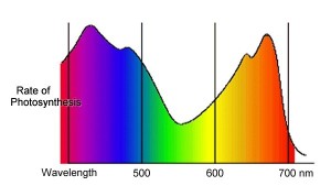 Spectrum of visible light and rates of photosynthesis