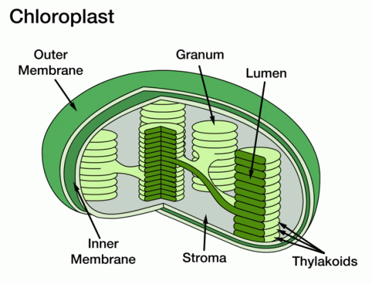 Structure-of-Chloroplasts