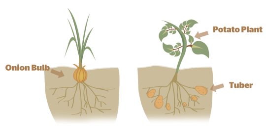 Many-plants-reproduce-asexually-21