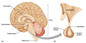 pituitary gland