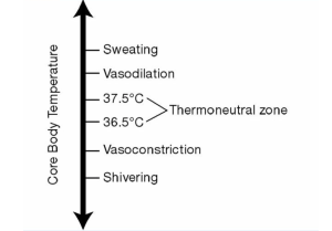 Core Body Temperature