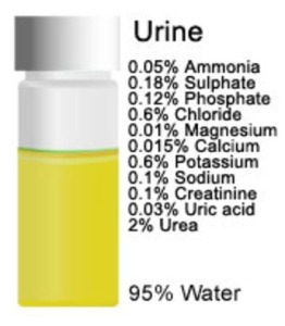 Urine-Composition