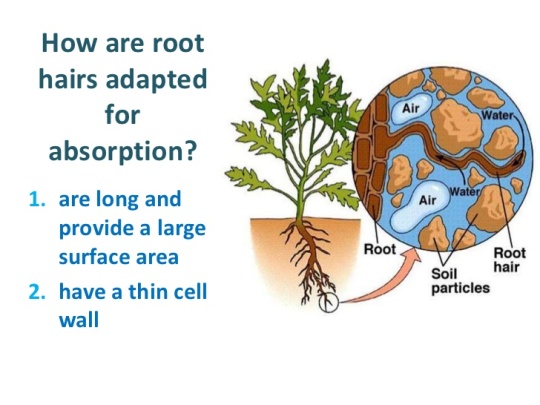 Root Adaptation