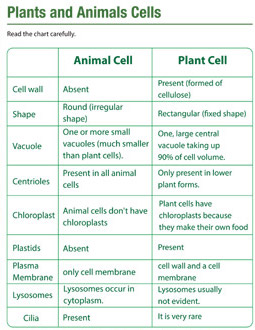plants-and-animals-cells