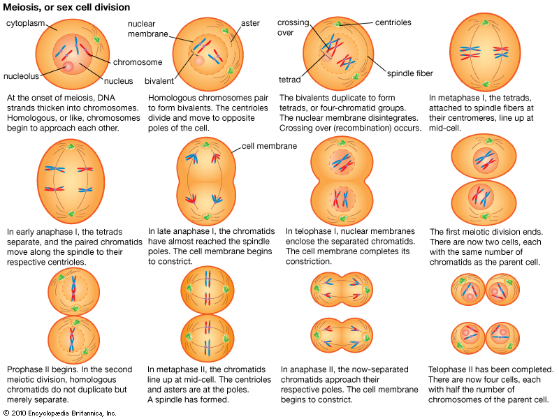 Pictures Of Mitosis Process 64