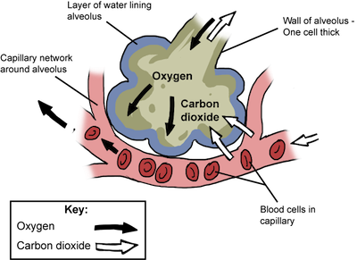 Image result for exchange of gases at alveoli