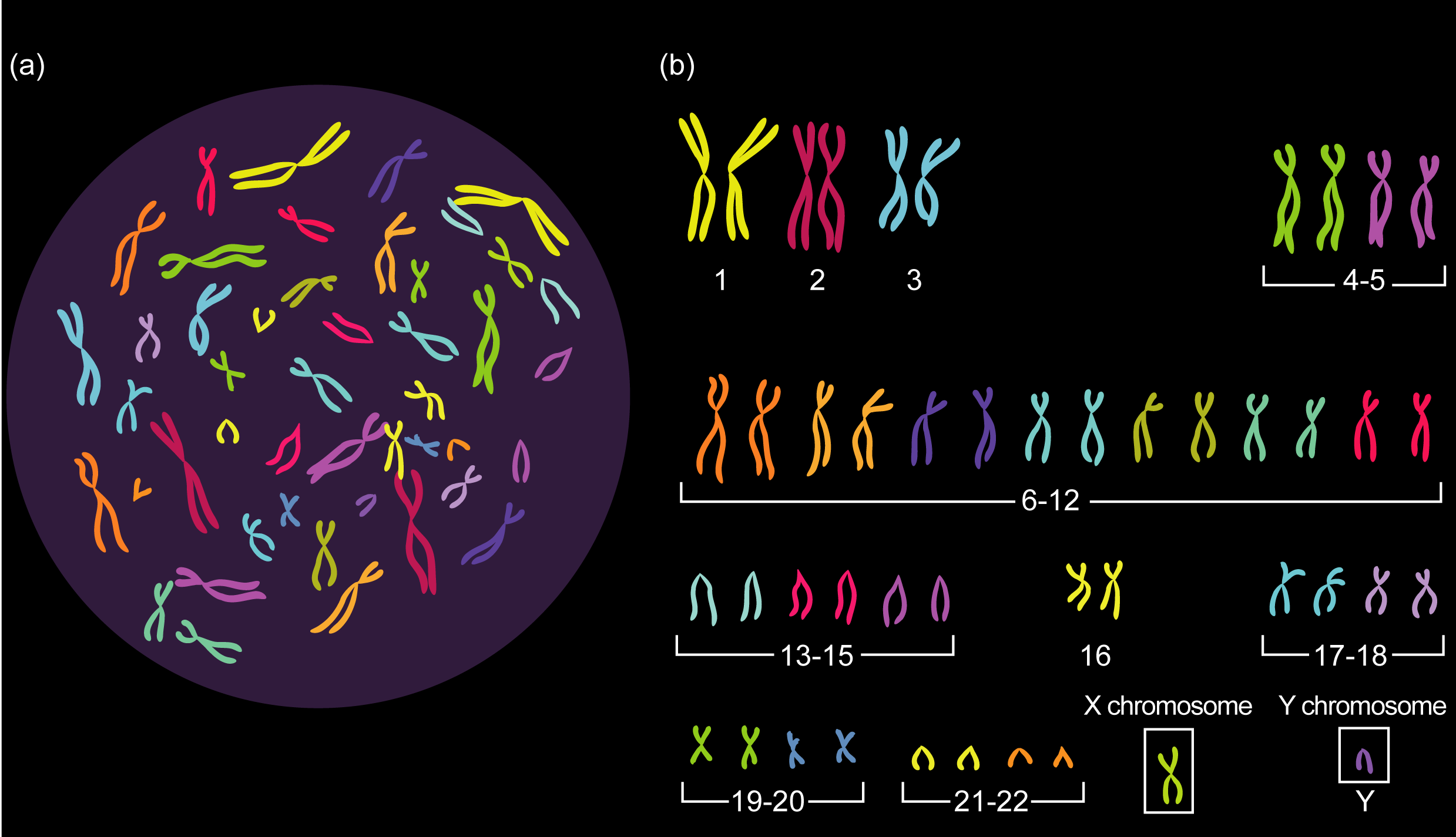 60 Ejemplos de Animales con su Número de Cromosomas: Una Exploración Genética Fascinante