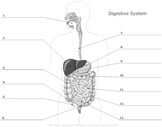 digestive_system_unlabeled_l